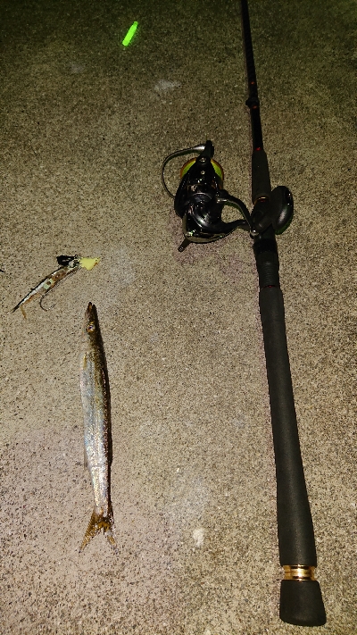 テンヤでカマス⁉️