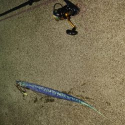 今シーズン初。