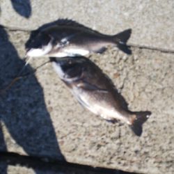 今月チヌ絶好調ストリンガー足りません!