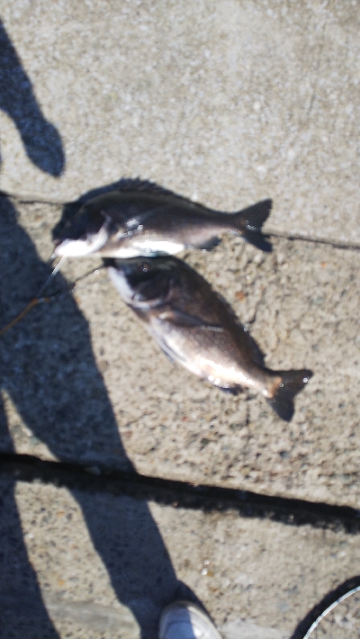 今月チヌ絶好調ストリンガー足りません！