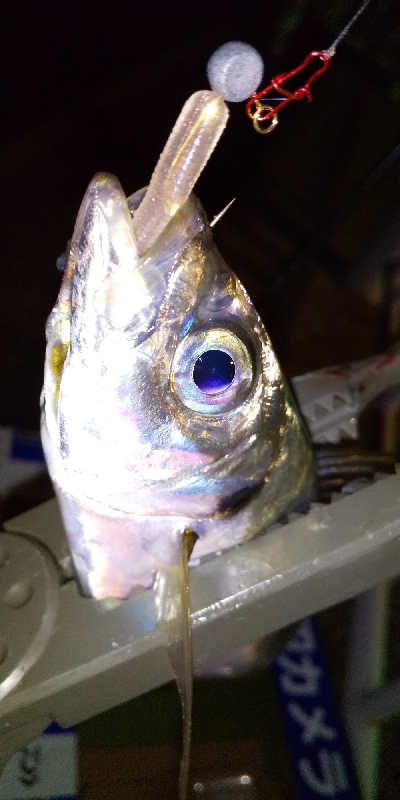 今日はタダ巻きが◎