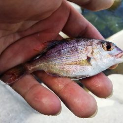 ちっぽけぽっけ