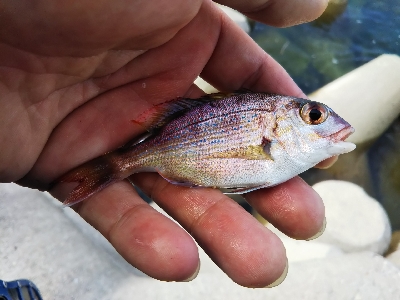 ちっぽけぽっけ