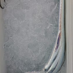 タチウオ＆サゴシ