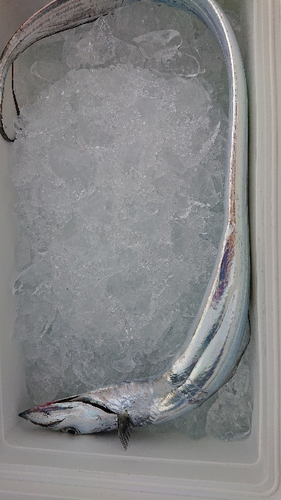 タチウオ＆サゴシ