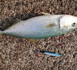 ショアラバ不発でショアジギ