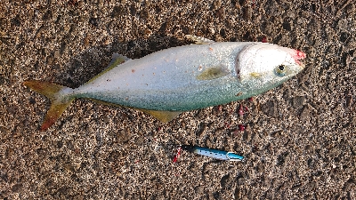 ショアラバ不発でショアジギ