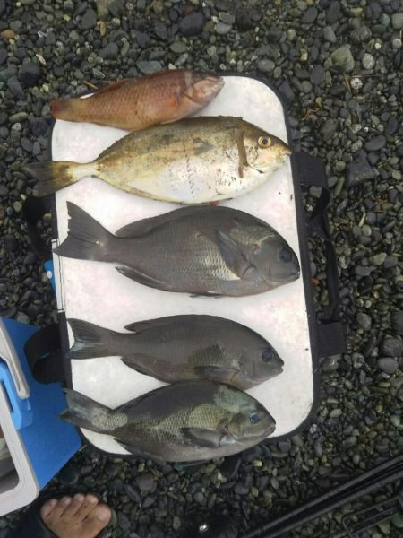 小田原で渚釣り