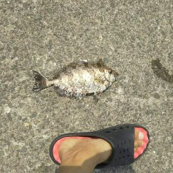 食わせだんごでアイゴ爆釣