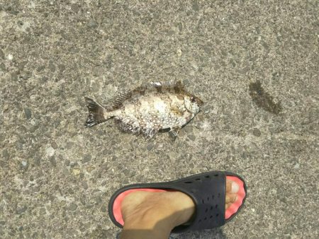 食わせだんごでアイゴ爆釣