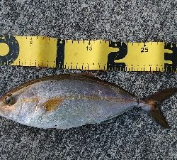 やっと投稿出来ます。