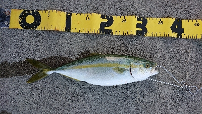 今日はツバス！