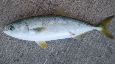 タチウオは不発