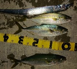 太刀魚狙いの釣行!