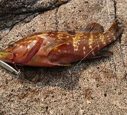 今年初キジハタ