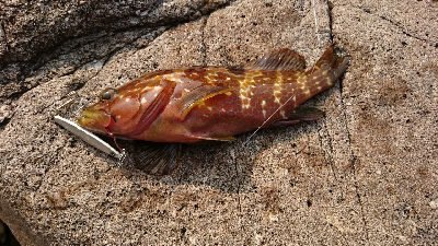 今年初キジハタ