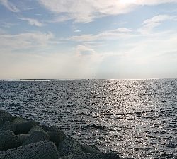 青物をもとめて