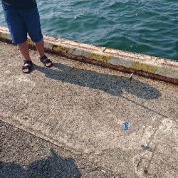 こどもとサビキ