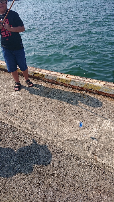 こどもとサビキ