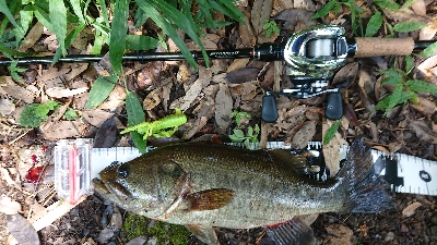 昼間のカバー撃ち