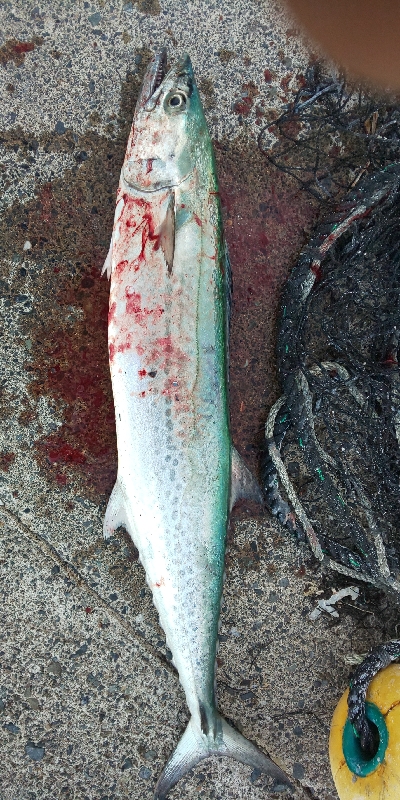 朝イチどっかーん(  ＾∀＾)