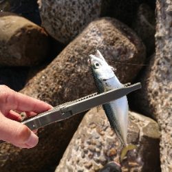 ツバッシングのはずが