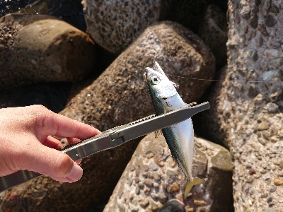 ツバッシングのはずが