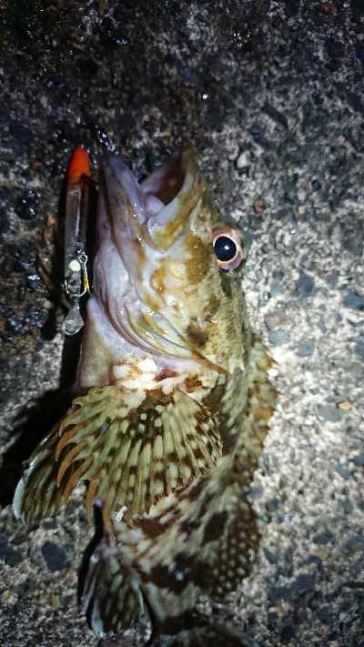 ちょこっとロックフィッシュ