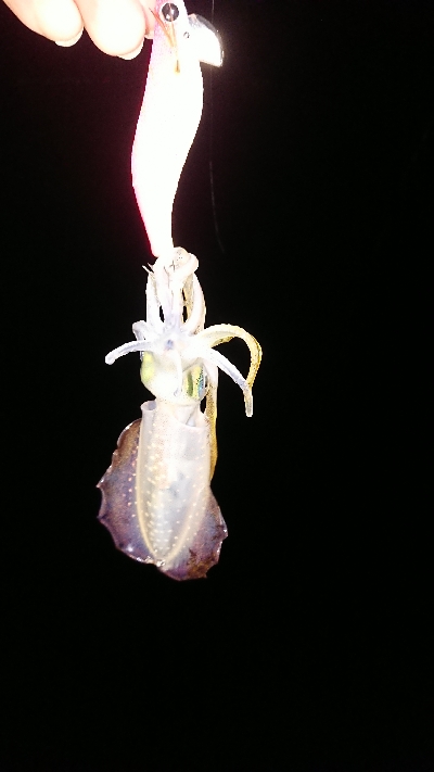 ちょこっとエギング調査