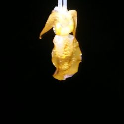 ちょこっとエギング調査