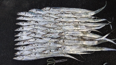 タチウオテンヤ