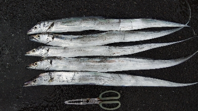 タチウオテンヤ