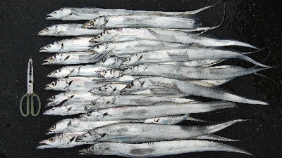 タチウオテンヤ