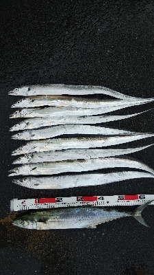 タチウオとサゴシ