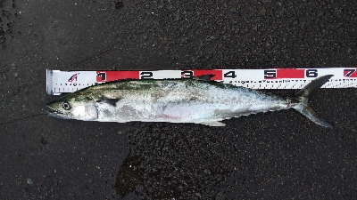 タチウオとサゴシ