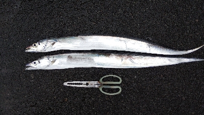 超激シブタチウオ