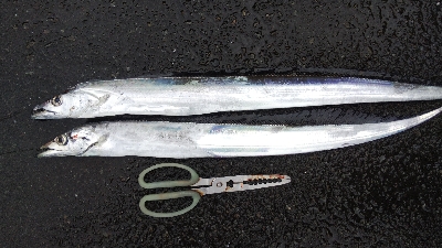 タチウオテンヤ