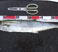 タチウオテンヤとサゴシ