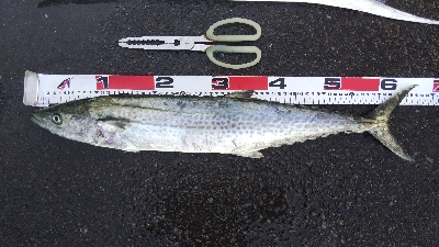 タチウオテンヤとサゴシ