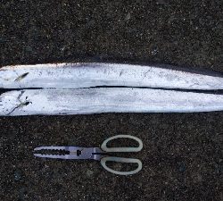 タチウオテンヤ