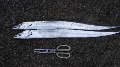 タチウオテンヤ