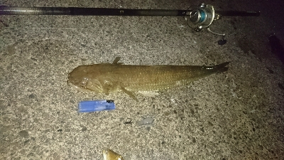 イカ釣りしてたはずなのに