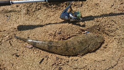 ダイソールアーでマゴチゲット！