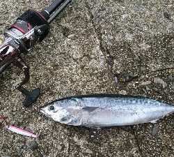 とりあえずジグ