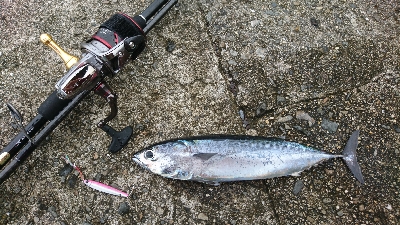 とりあえずジグ