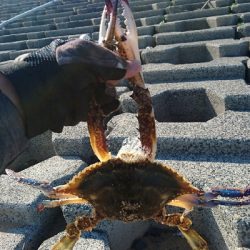 カニ祭り！四日市サーフでマゴチゲーム