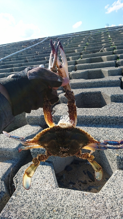 カニ祭り！四日市サーフでマゴチゲーム