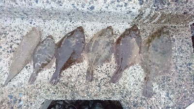 カレイ祭り！四日市サーフでマゴチゲーム！