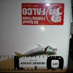 アジング&サバング