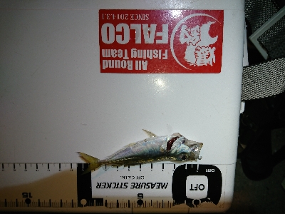 アジング&サバング